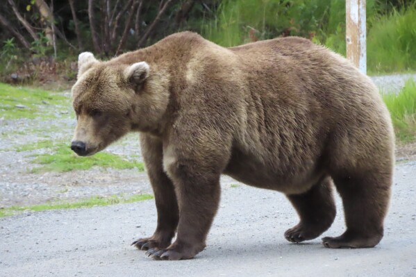 Bears reddit live stream top